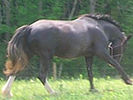 Equine Rehabilitation and Horse Massages in Maryland