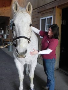 Horse Rehabilitation, Massage Therapists, Bodywork, Myofasical Release- Maryland