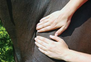 Equine Massage Therapist- Maryland