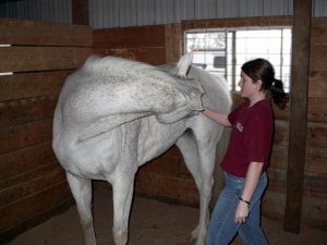Horse Rehabilitation, Massages, Bodywork, Myofasical Release- Maryland