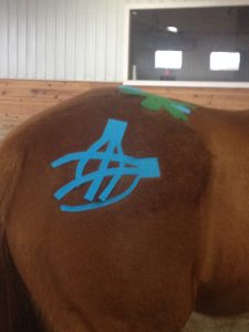 Horse Rehabilitation, Massages, Bodywork, Myofasical Release- Maryland