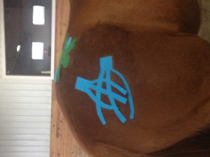 Horse Massages and Equine Rehabilitation in Maryland