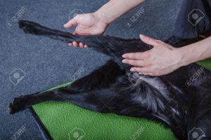 dog stretching- Massage Therapist- Rehabilitation Bodywork in Maryland