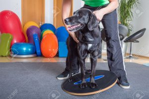 dog balance- Dog Rehabilitation and Bodywork in Maryland
