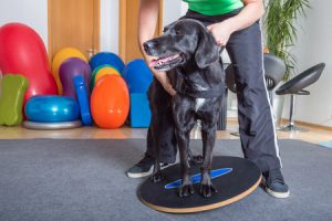 Dog Rehabilitation and Bodywork in Maryland