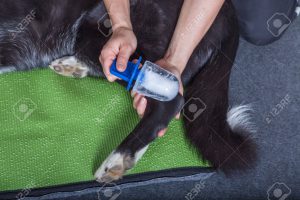 ice therapy- Dog Rehabilitation in Maryland