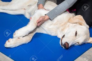 Dog Massage Therapist in Maryland- Canine Rehabilitation in Maryland