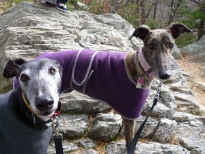 Canine Rehabilitation and Dog Massages in Maryland