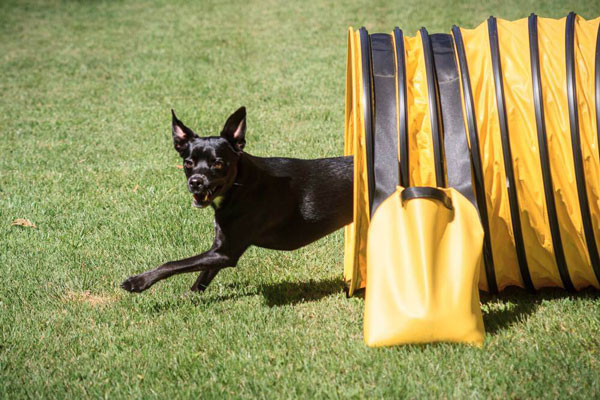 Canine Rehabilitation and Dog Massages in Maryland
