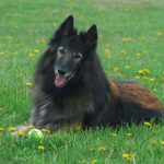 Canine Rehabilitation and Dog Massages in Maryland