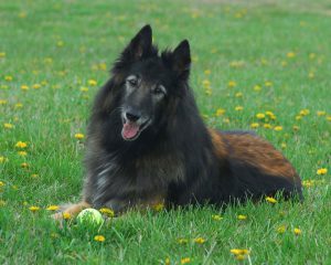Canine Rehabilitation and Dog Massages in Maryland
