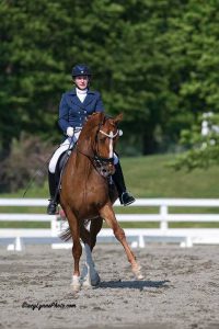 Equine Rehabilitation and Horse Massages in Maryland