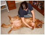 Dog Rehabilitation, Massage, Bodywork in Maryland