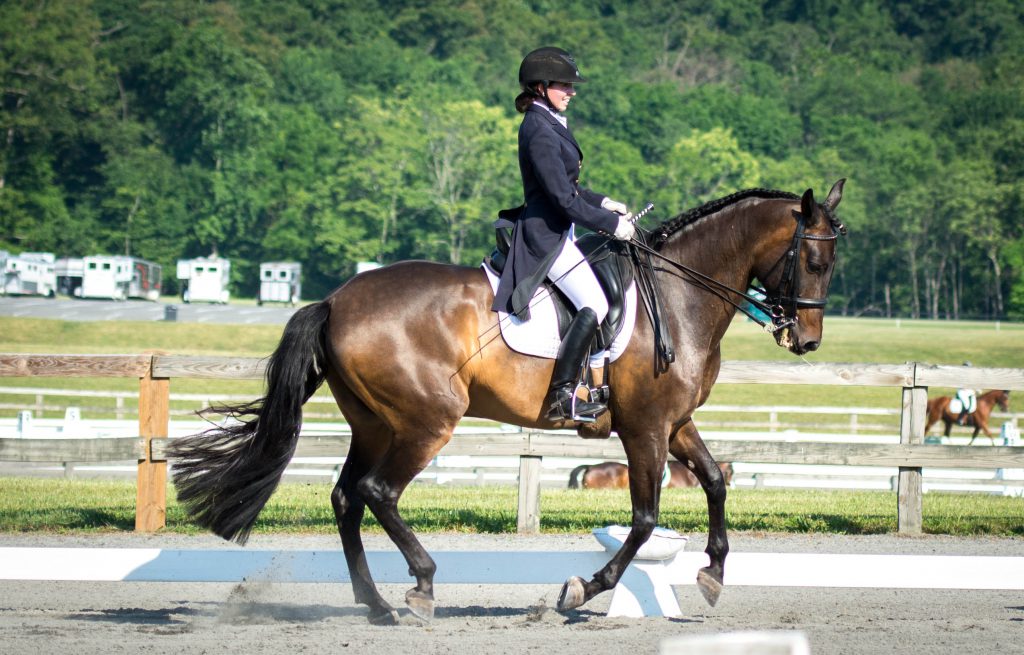 Schoepp- Equine Rehabilitation and Horse Bodywork in Maryland