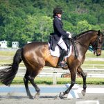 Schoepp- Equine Rehabilitation and Horse Bodywork in Maryland